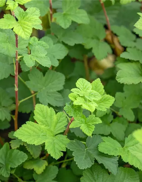 Ribes sanguineum 'King Edward VII'