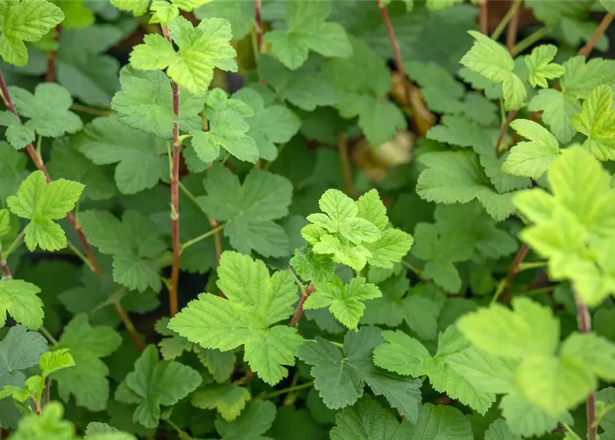 Ribes sanguineum 'King Edward VII'