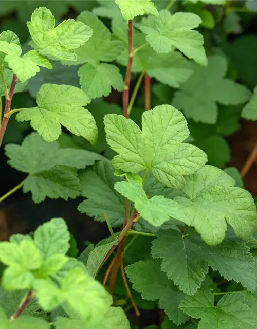 Ribes sanguineum 'King Edward VII'