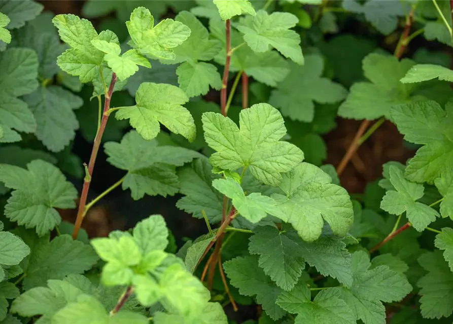 Ribes sanguineum 'King Edward VII'