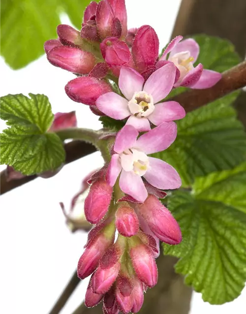 Ribes sanguineum 'King Edward VII'