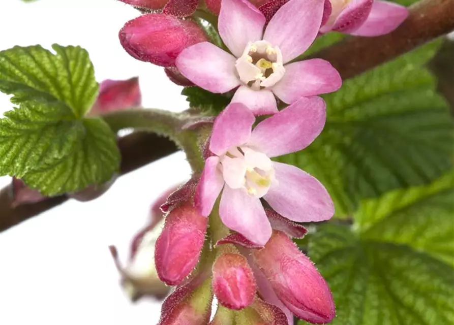 Ribes sanguineum 'King Edward VII'