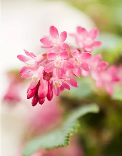 Ribes sanguineum 'King Edward VII'