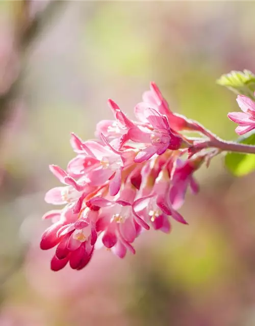 Ribes sanguineum 'King Edward VII'