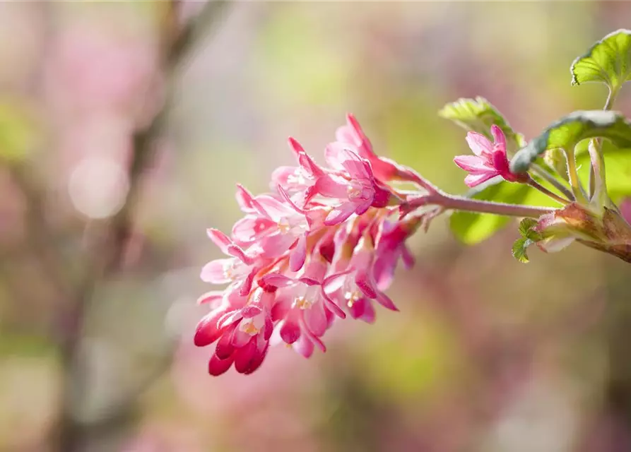 Ribes sanguineum 'King Edward VII'