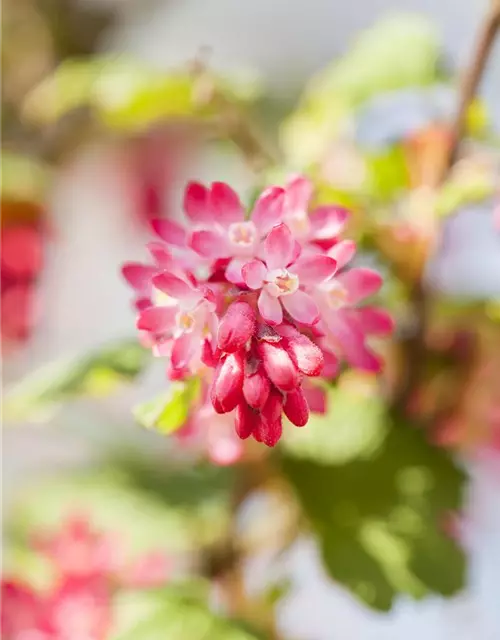 Ribes sanguineum 'King Edward VII'