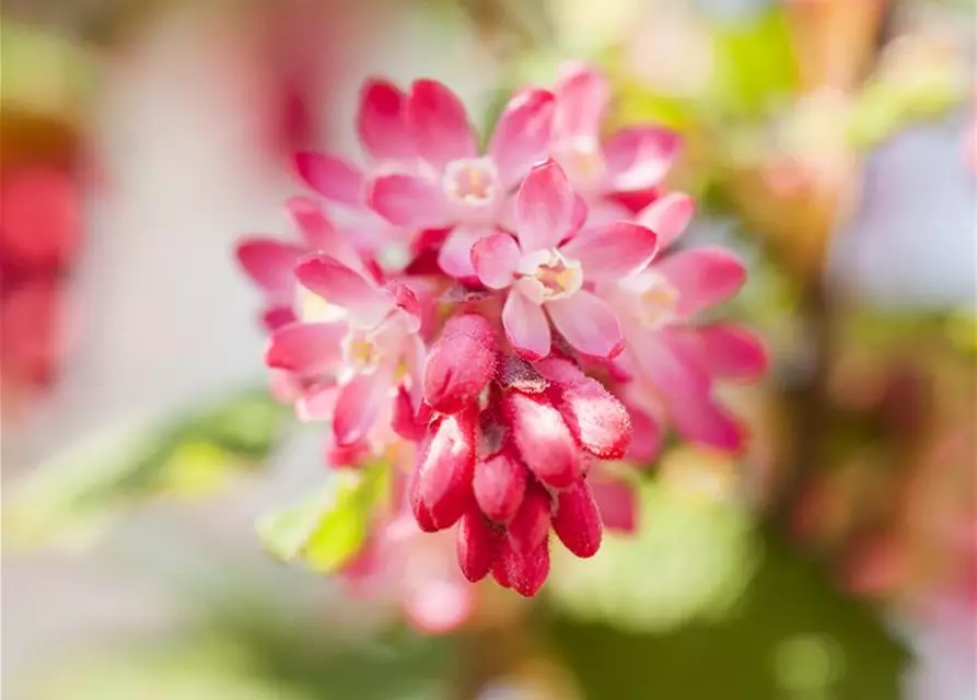 Ribes sanguineum 'King Edward VII'