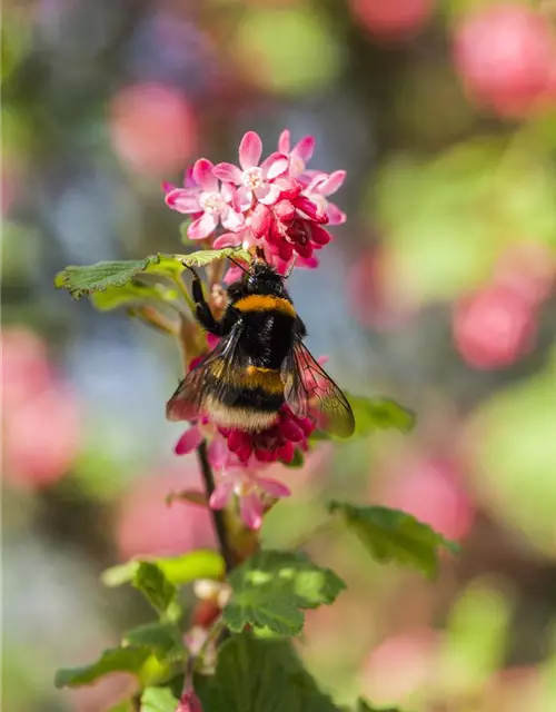 Ribes sanguineum 'King Edward VII'