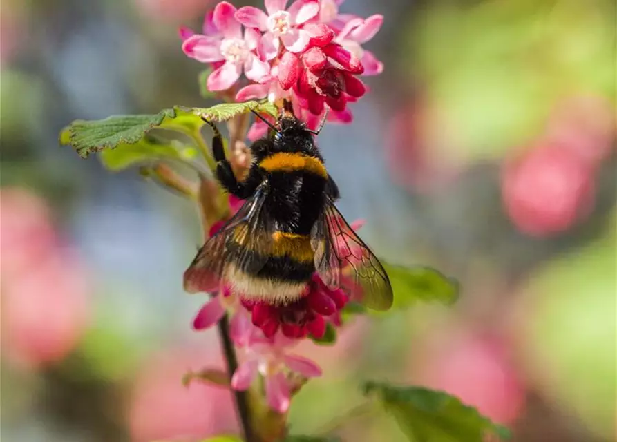 Ribes sanguineum 'King Edward VII'