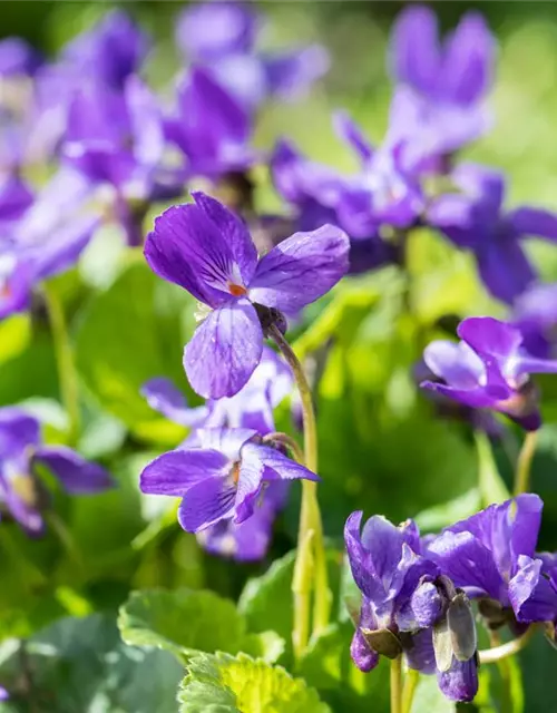 Garten-Duft-Veilchen 'Königin Charlotte'