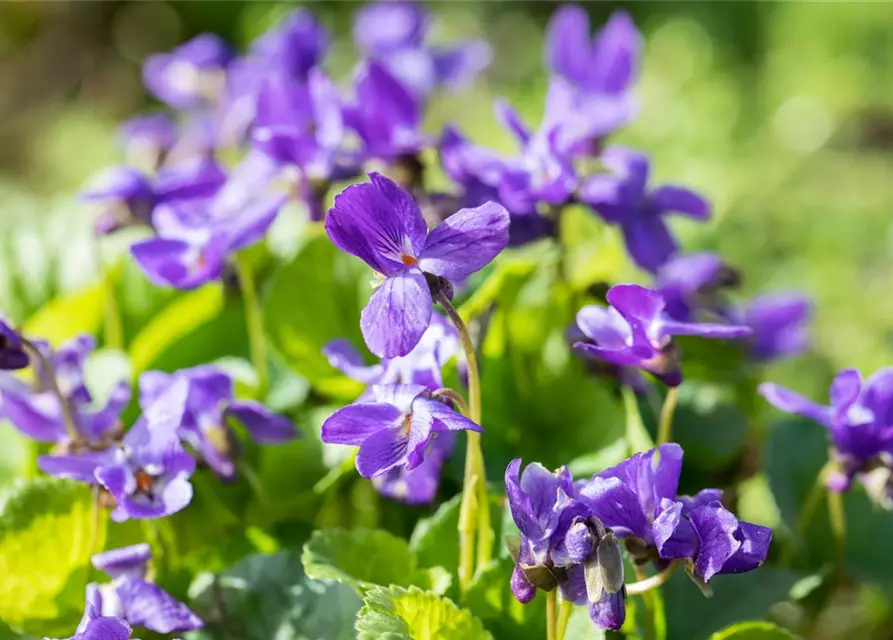 Garten-Duft-Veilchen 'Königin Charlotte'