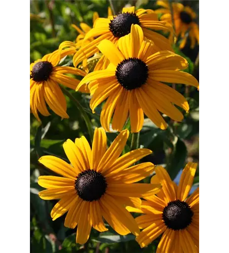 Rudbeckia fulgida v. sull. 'Goldsturm' 