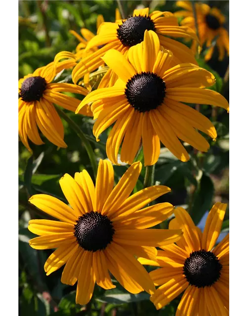 Rudbeckia fulgida v. sull. 'Goldsturm' 