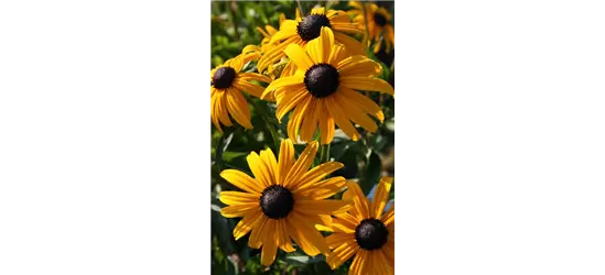 Rudbeckia fulgida v. sull. 'Goldsturm' 