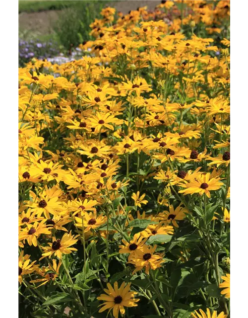 Rudbeckia fulgida v. sull. 'Goldsturm' 