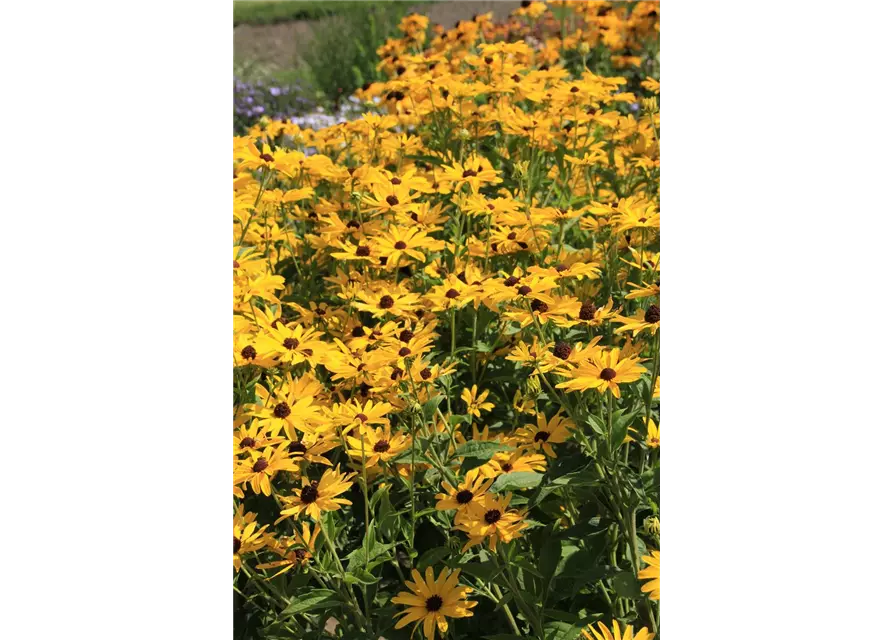 Rudbeckia fulgida v. sull. 'Goldsturm' 