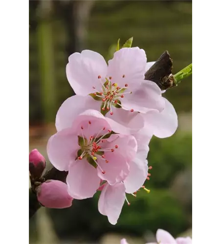 Prunus persica 'Ice Peach'®