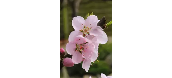 Prunus persica 'Ice Peach'®