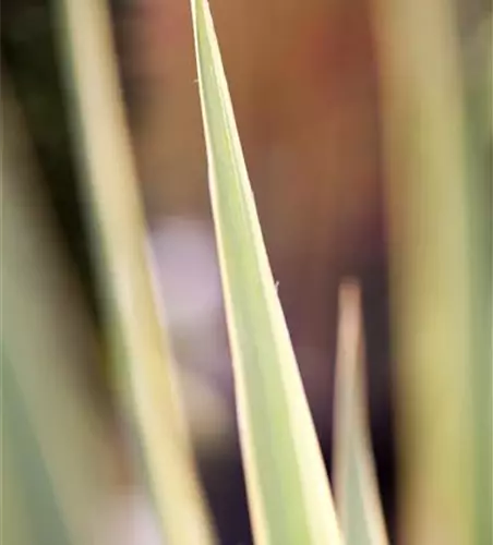 Yucca filamentosa 'Bright Edge'