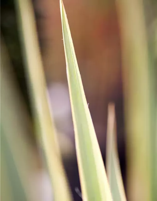 Yucca filamentosa 'Bright Edge'