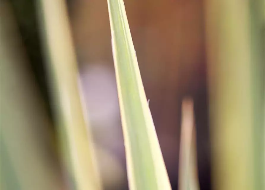 Yucca filamentosa 'Bright Edge'