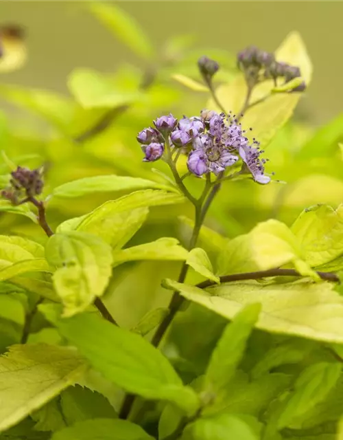 Spiraea japonica 'Sparkling Champagne'®