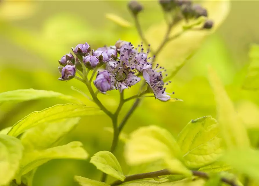 Spiraea japonica 'Sparkling Champagne'®