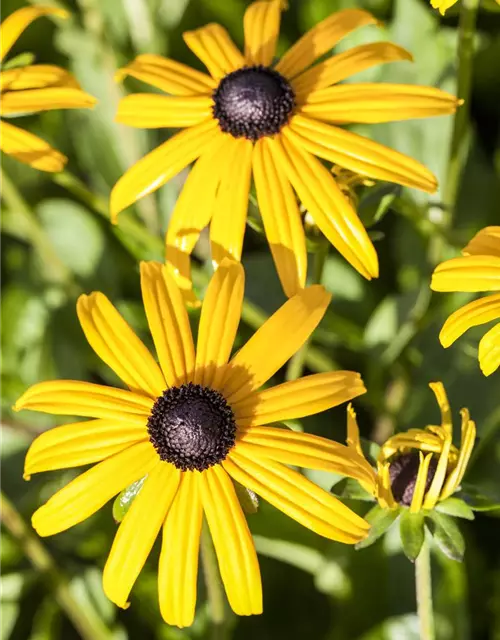 Rudbeckia fulgida v. sull. 'Goldsturm' 