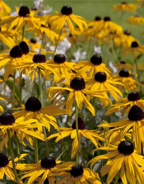 Rudbeckia fulgida v. sull. 'Goldsturm' 