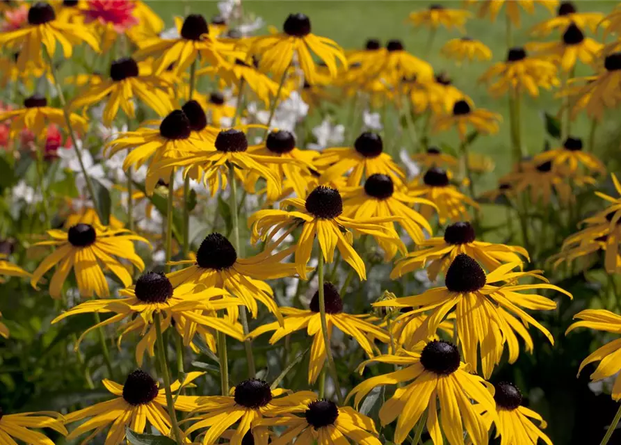 Rudbeckia fulgida v. sull. 'Goldsturm' 