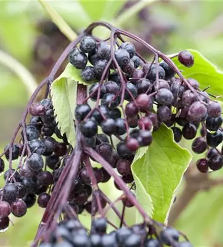 Sambucus nigra 'Haschberg'