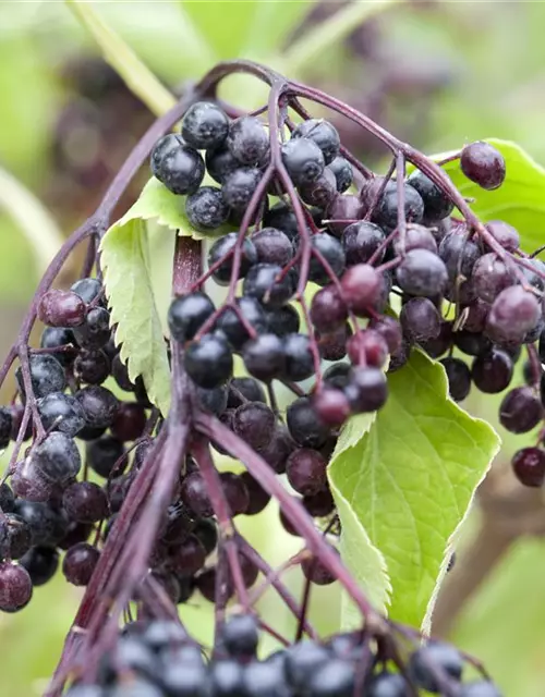 Sambucus nigra 'Haschberg'