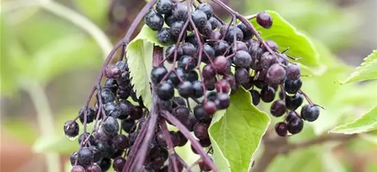 Sambucus nigra 'Haschberg'