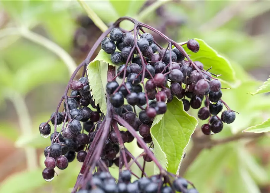 Sambucus nigra 'Haschberg'