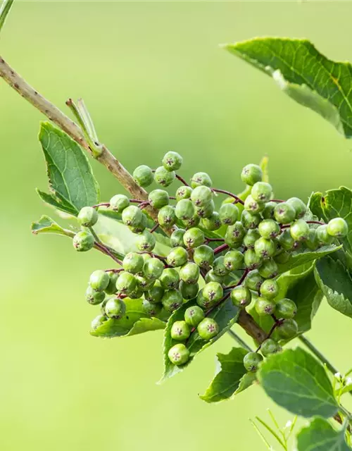 Sambucus nigra 'Haschberg'