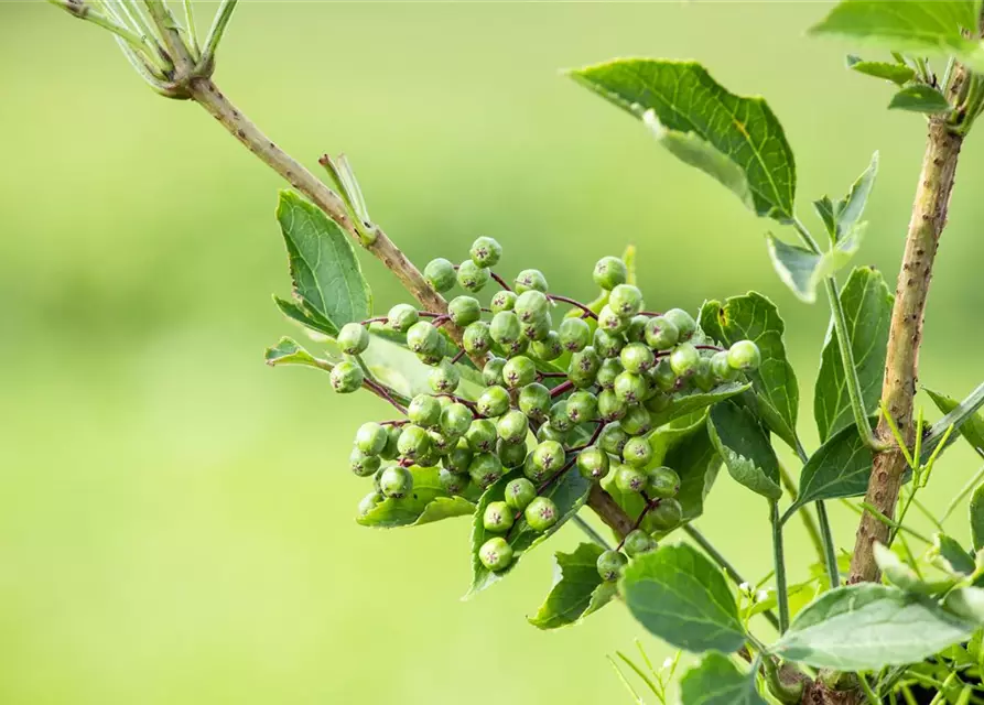 Sambucus nigra 'Haschberg'