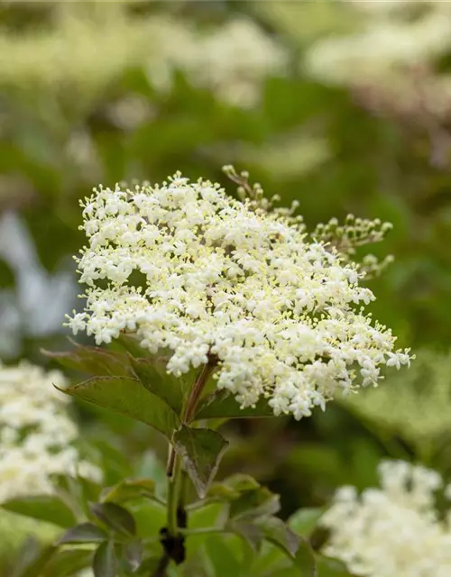 Sambucus nigra 'Haschberg'