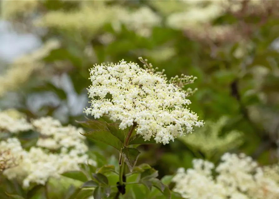 Sambucus nigra 'Haschberg'