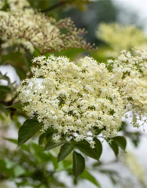 Sambucus nigra 'Haschberg'