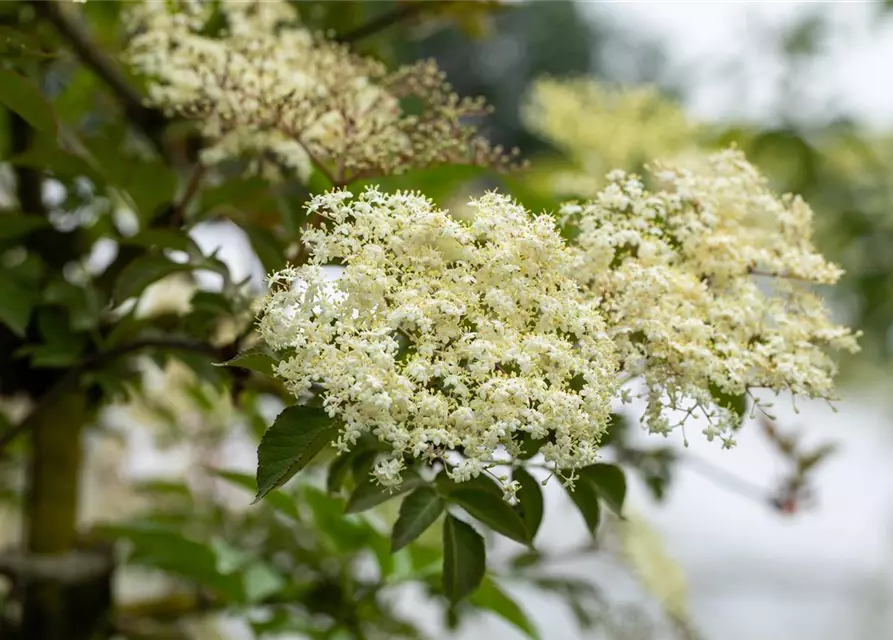 Sambucus nigra 'Haschberg'