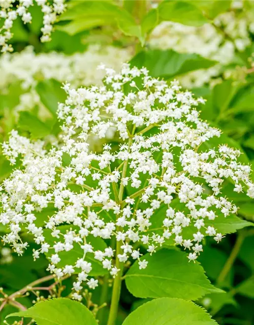 Sambucus nigra 'Haschberg'