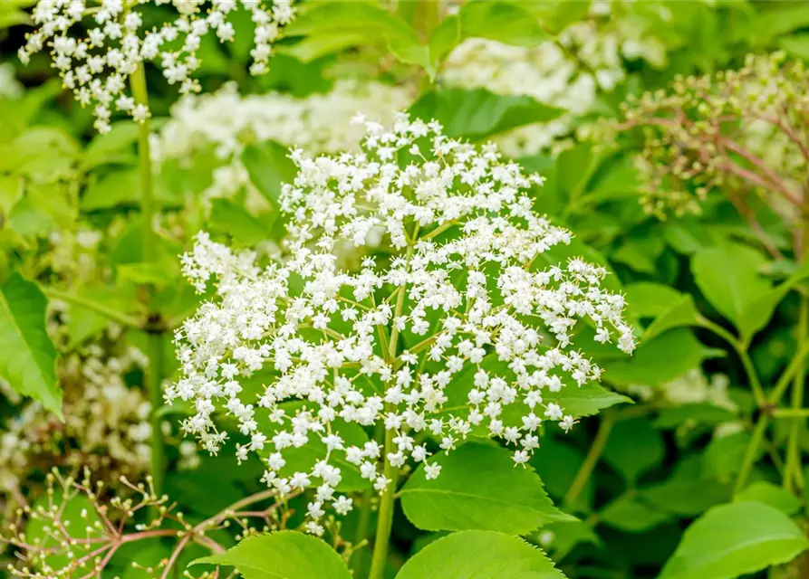 Sambucus nigra 'Haschberg'