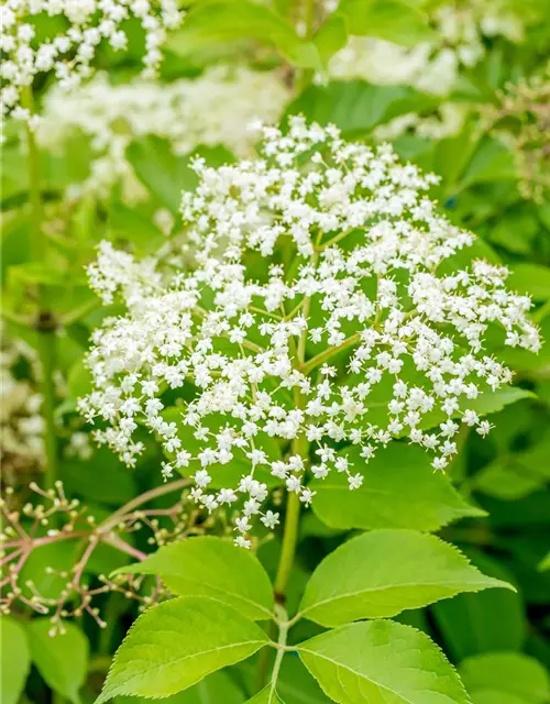 Sambucus nigra 'Haschberg'