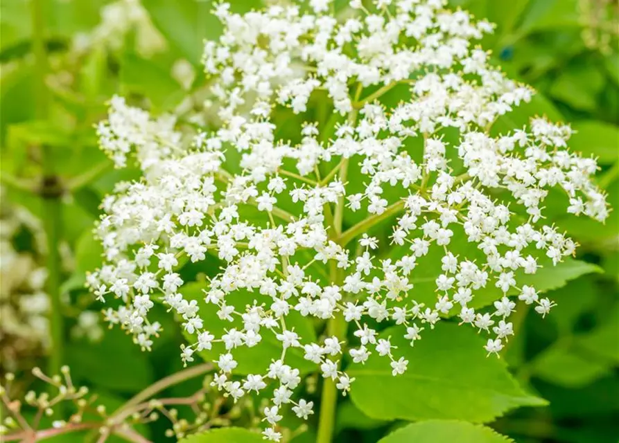 Sambucus nigra 'Haschberg'