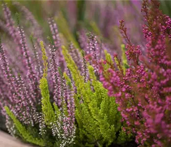 Die pflegeleichte Heide verschönert jeden Garten und Balkon 