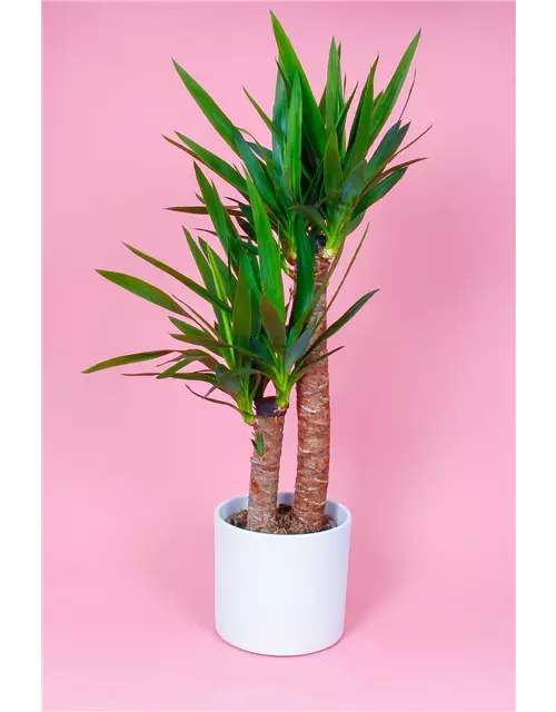 Yucca Palme, 2er-Tuff, 23 cm Topf