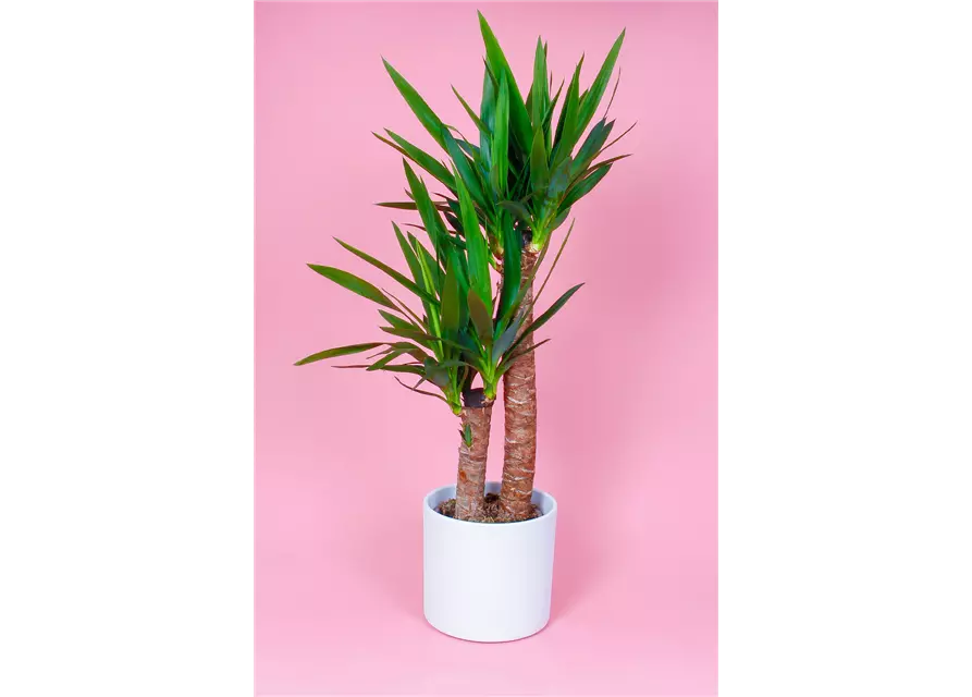 Yucca Palme, 2er-Tuff, 23 cm Topf