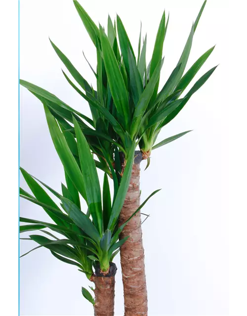 Yucca Palme, 2er-Tuff, 23 cm Topf