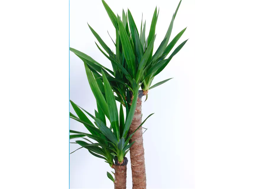 Yucca Palme, 2er-Tuff, 23 cm Topf