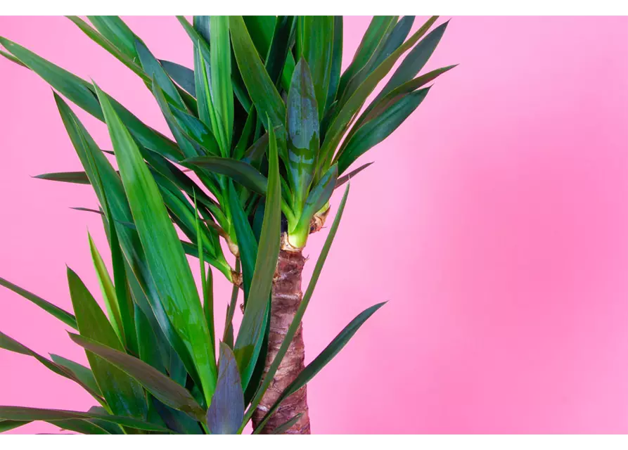 Yucca Palme, 2er-Tuff, 23 cm Topf